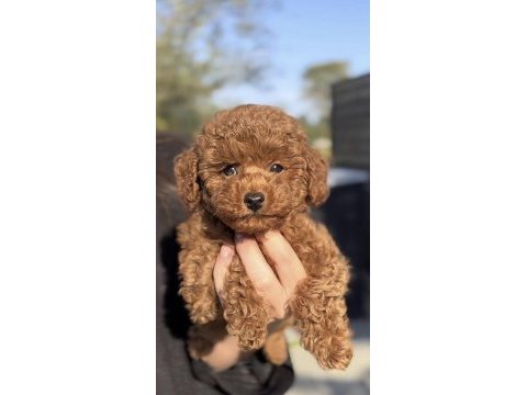 Toy poodle safkan köpekler
