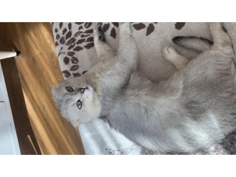 Scottish fold ücretsiz sahiplendirme
