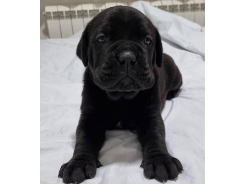 Dev cane corso yavruları ankara