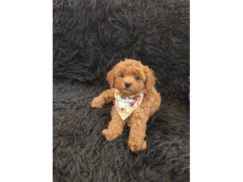 Red toy poodle erkek