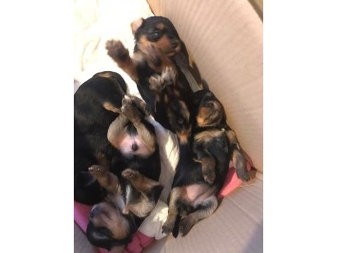 Orjinal tea cup yorkshire terrier yavrularımız