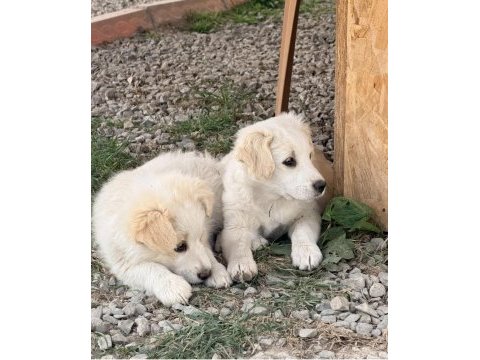 Kırmalık vardır golden köpekler