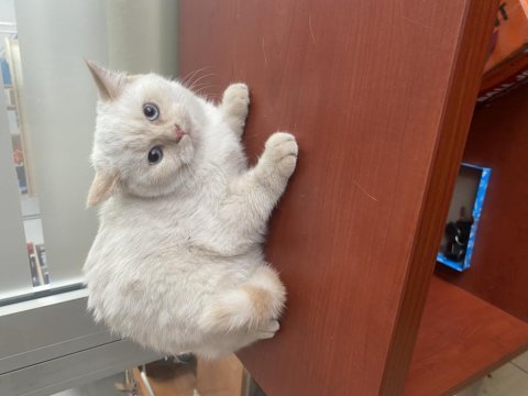 British shorthair kedimiz