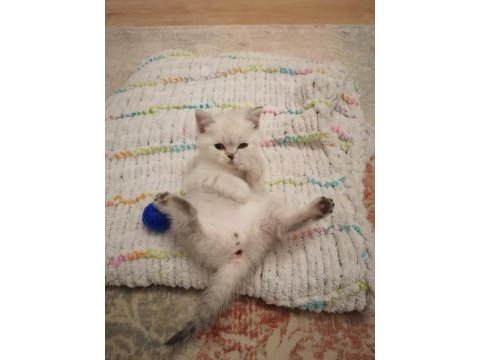 British shorthair 3 erkek yavru