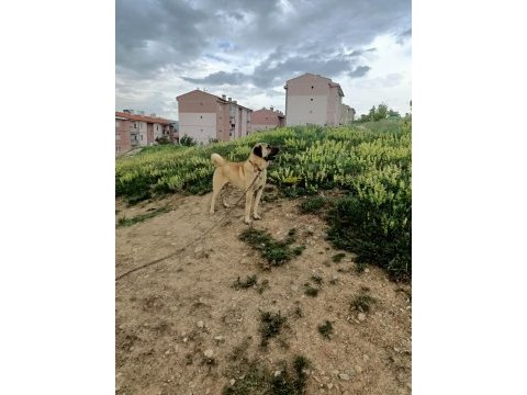 Uysal ve kaliteli kangal değerli bir hayvandır