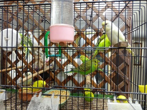Yavru muhabbet kuşu