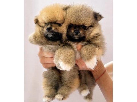 Yüksek kalite pomeranian boo