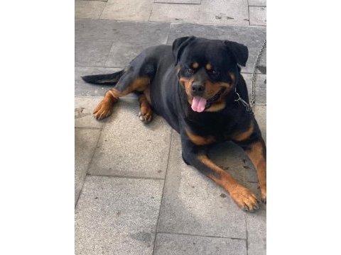 Orjinal rottweiler maylo oğlumuza eş arıyoruz scrli