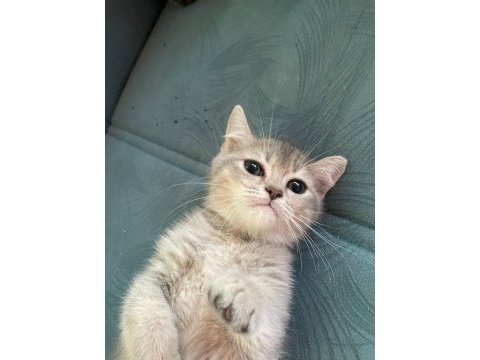 British shorthair golden