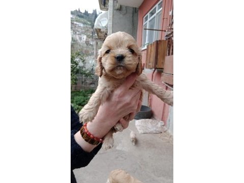 Safkan amerikan cocker yavrularım son 1 erkek 1 dişi