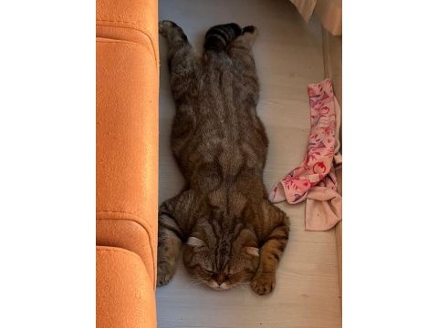 Çok sakin bir beyefendi scottish fold