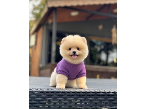 Sağlık ve ırk garantili pomeranian