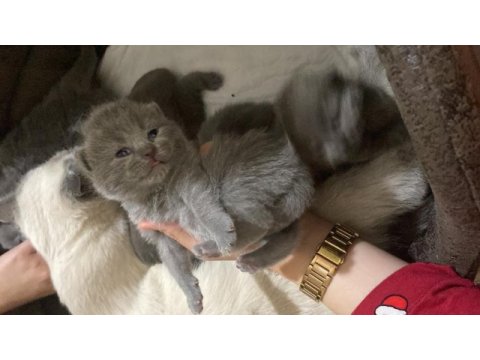 Oyuncu british shorthair yavru bebekler