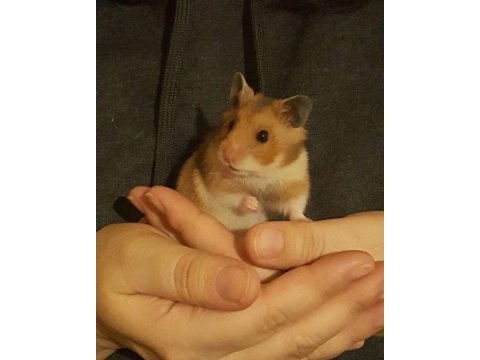Hamster gonzales yavruları heryere gönderim