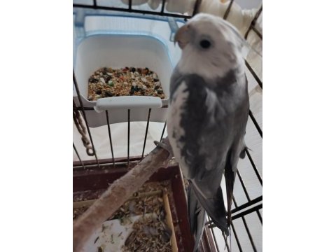 Erkek white sultan papağanı