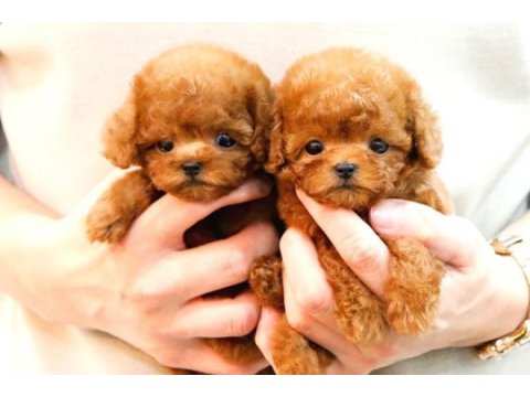 Küçük ve tatlı şeker yumuk yumuk poodle