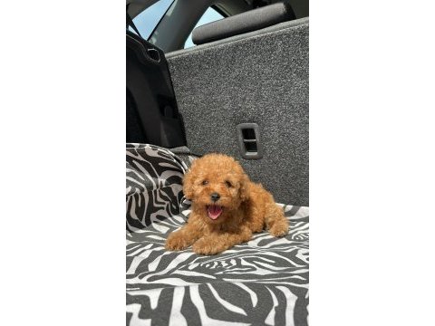 Ev üretimi kg garantili toy poodle yavrularımız