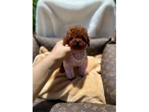 Sevgi tadında kore toy poodle bebekler 