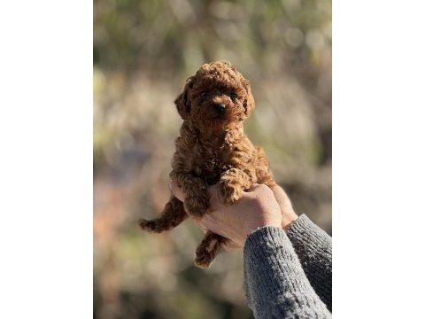Aşılı çiş eğitimli teacup toy poodle 