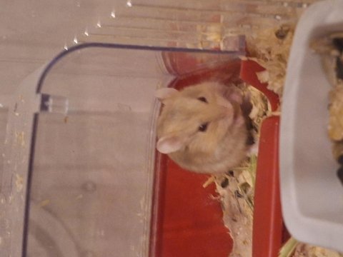 Ele alışık, sağlıklı gonzales hamster yavruları