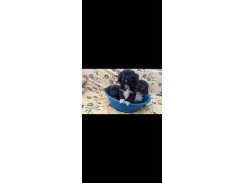 Zeytin gözlü pekinez yavrular