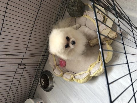 2 yaşında sağlıklı erkek pomeranian