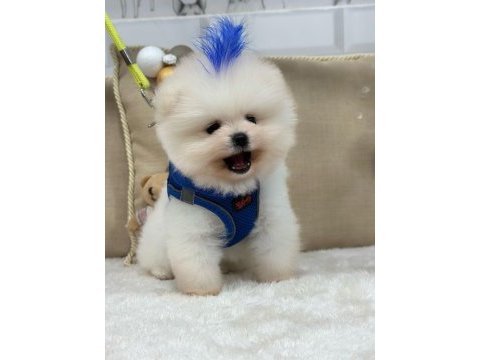Irk garantili pomeranian bebekler