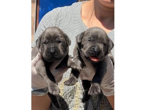 Cane corsa alan koruma köpeği yavruları 