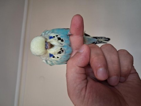 Dişi yavru show jumbo muhabbet kuşu