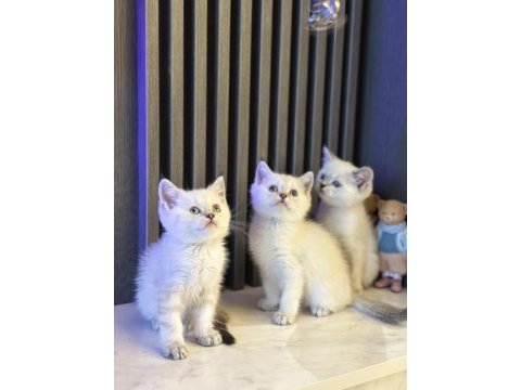 Ayı surat safkan british shorhair yavrular