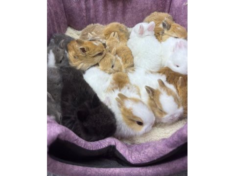 Cüce netherland dwarf yavru tavşanlar