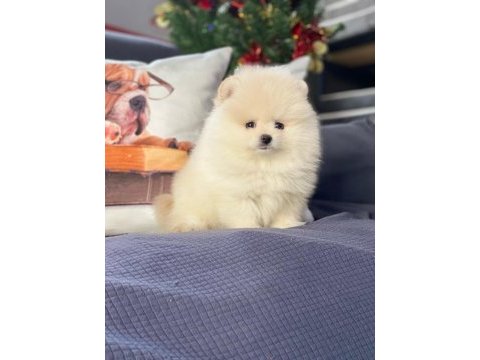 Pomeranian boo yavruları ıstanbul 