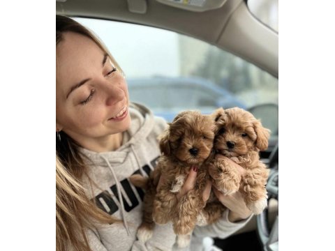 A kalite maltipoo yavrular hazır yeni yuvaya