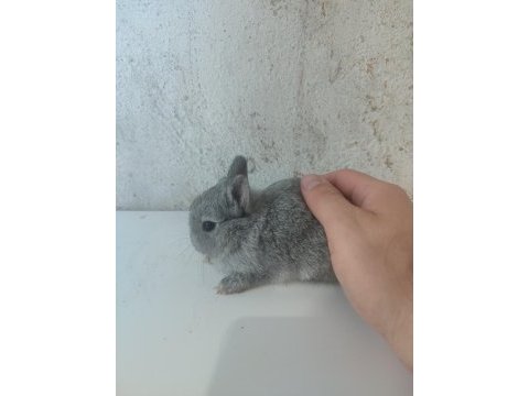 Cüce tavşan yavruları son 4 yavru