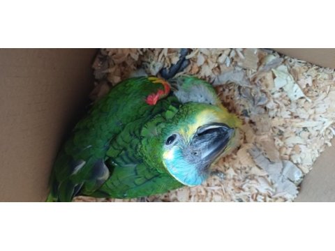 Bebek blue front mavi alın amazon papağanı