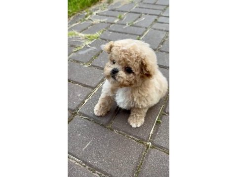 Teacup maltipoo özel yavrular