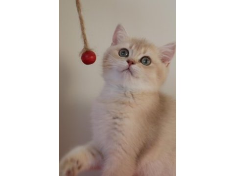 Krem rengi dişi yavru british shorthair