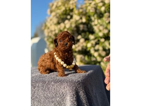 Kore kan poodle yavrularım