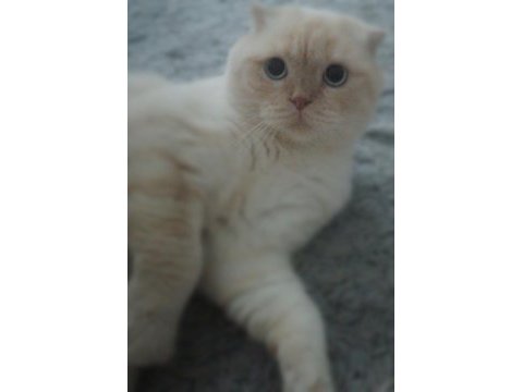 Çok şehir dışında olduğum için british shorthair