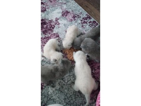Safkan kaliteli blue ve bluepoint british shorthair yavrular