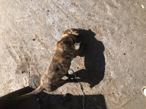 Şecereli dünya şampiyonu torunu presa canario kıfxfcı
