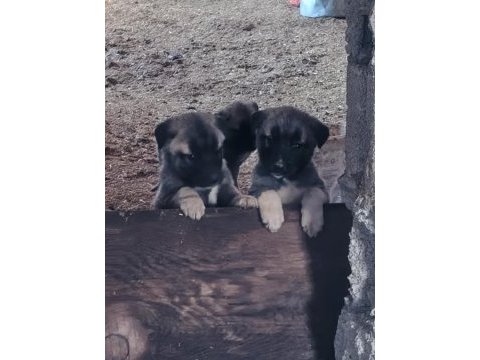 Sivasın has kangalları uygun