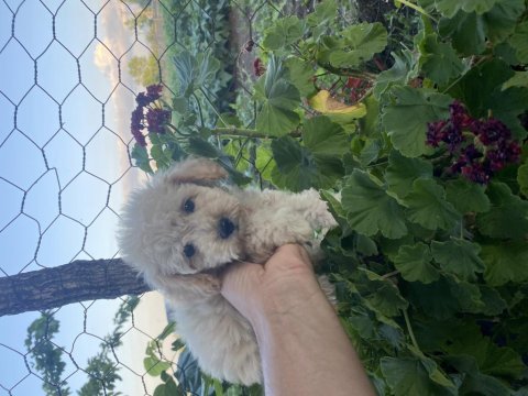 Maltese terrier yavrumuz için ulaşın