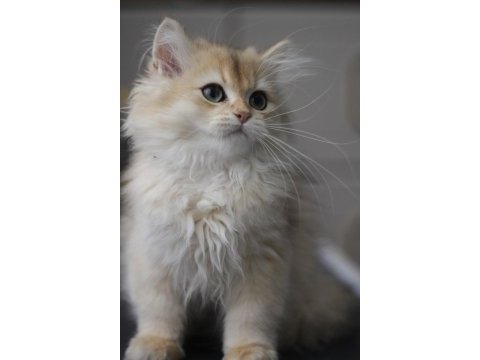 British longhair bebeğim yeni yuvasını bekliyor