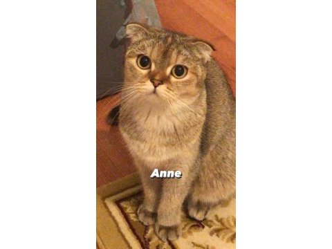 A kalite arayanlara scottish fold