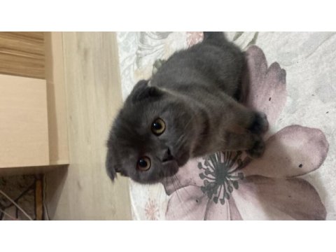 3 aylık scottish fold yavrularımız sahiplendirilecektir