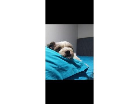 Ücretsiz 5 yaşında dişi terrier