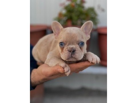 Üst kalite french bulldog yavrularım teslime hazır