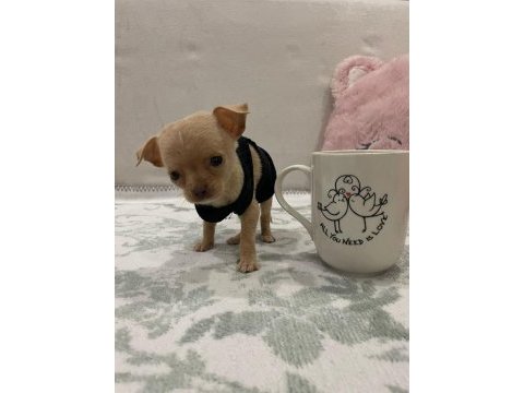 Teacup minyatür erkek chihuahua (şivava) bebek