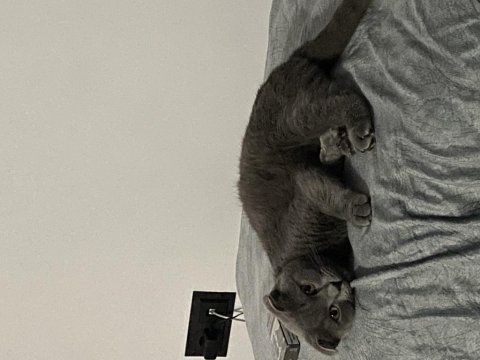 Akıllı bıdık british shorthair